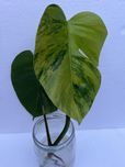 Monstera Marmorata - szczyt