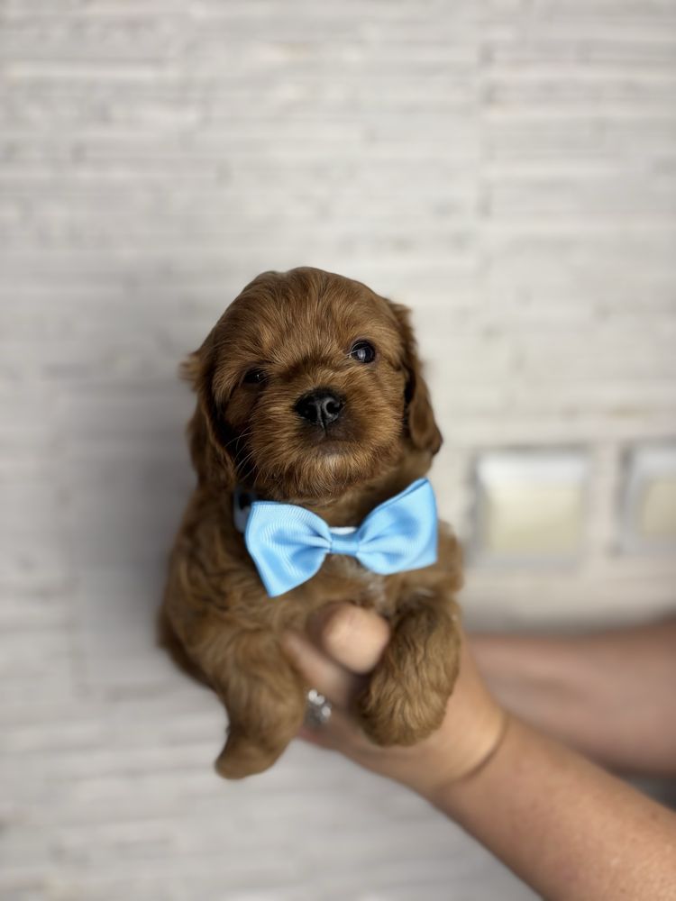 Cavapoo odbior koniec czerwca