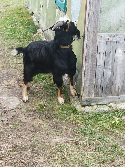 Камерунський Козел.Цап.