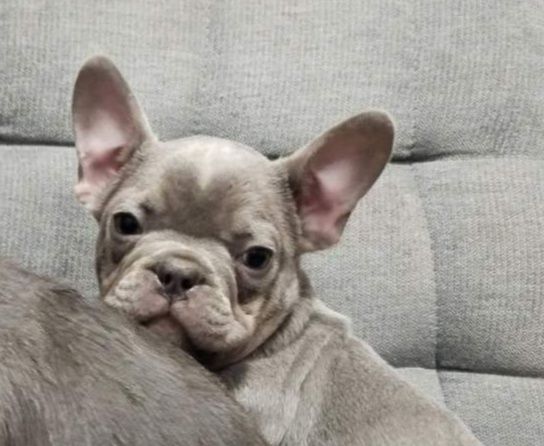 Ліловий красень хлопчик