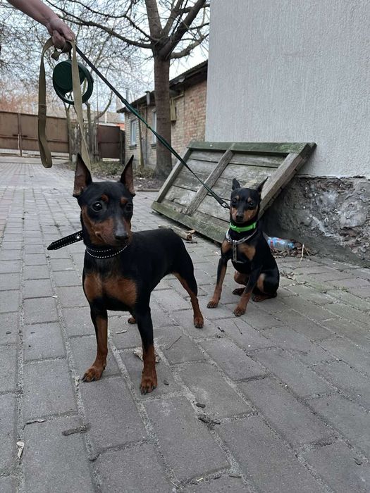 Цуценята цвергпінчера!