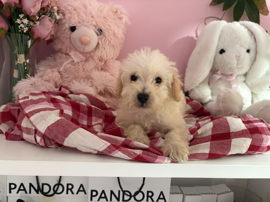 Chłopiec Maltipoo Maltańczyk i Pudel Toy gotowy do zmiany domku