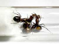 Camponotus nicobarensis 4Q cztery królowe + potomstwo - Od MrówSona