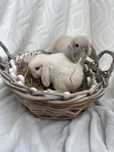 Królik mini Lop frosty point miniaturka