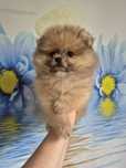 Pomeranian 100%. Boy. Cream sable color
