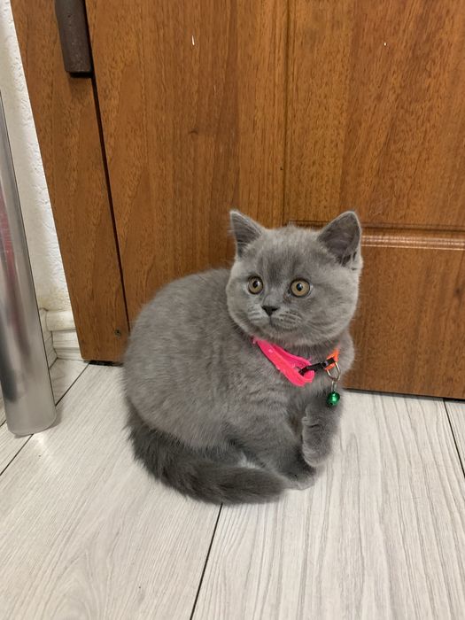 Кошечка шотландская прямоухая