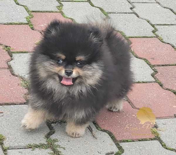 Suczka szpic miniaturowy pomeranian ZKwP FCI
