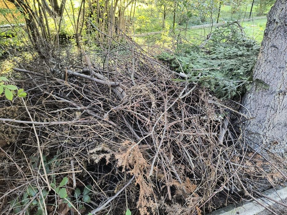 Oddam za darmo chrust