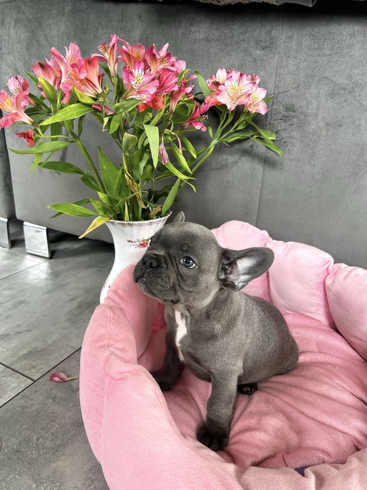 Buldog francuski blue piesek gotowy do odbioru