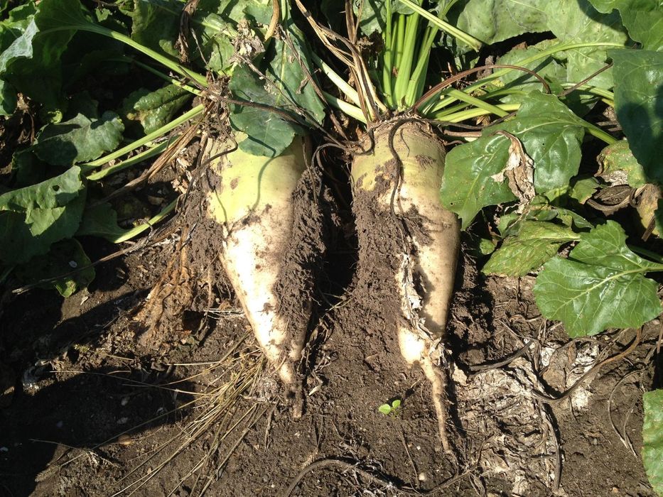 Buraki pastewne nie pryskane