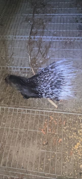 Jeżozwierz jeżozwierze mini zoo, para i samice