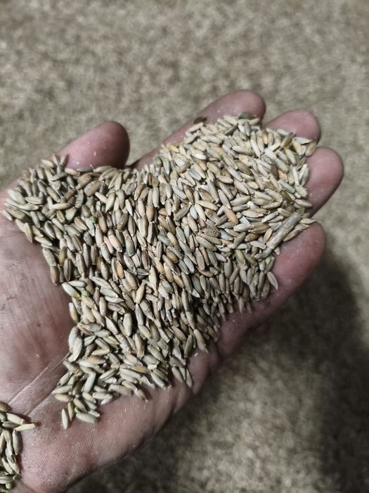 Żyto ozime tegoroczne