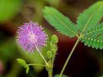 sementes de planta mimosa