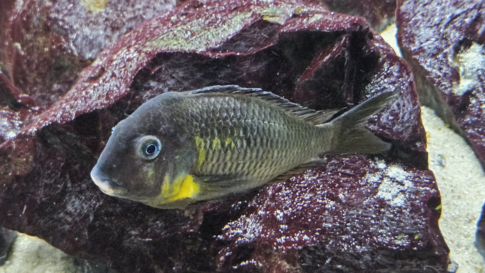 Tropheus sp. Crescentic Mkuyu WF + Akwarium