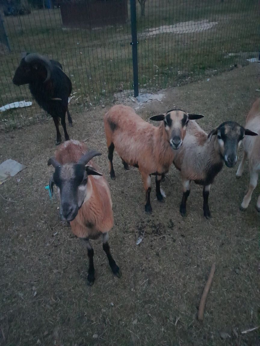 Owce kamerunskie