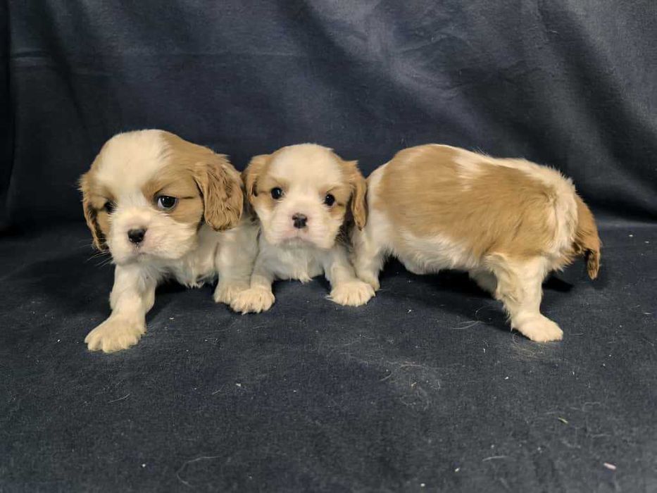 Cavalier king charles spaniel