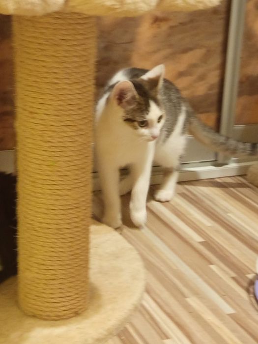 3 miesięczna kotka szuka domu niewychodzącego