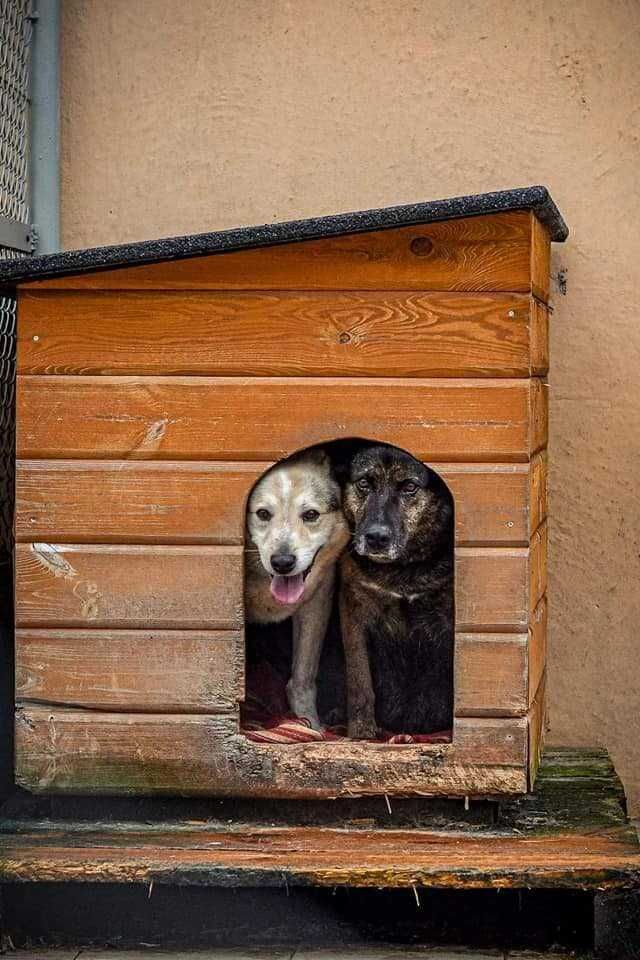 Eliga i Pongo od lat we wspólnym boksie