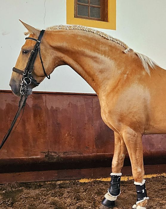 Cavalo  lusitano
