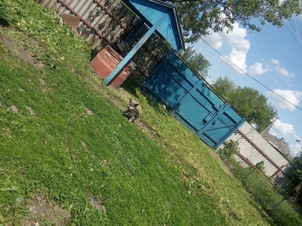 Будинок В селі Шаповалівка.Не дорого.