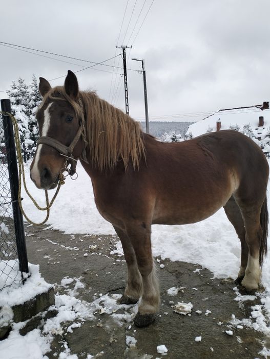 Kobyła zimnokrwista Trzy i poł roczna źrebna 7 miesiecy