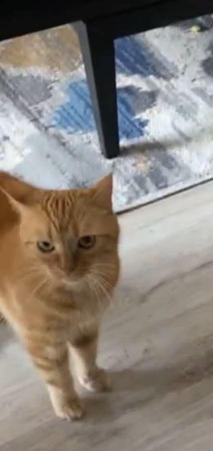 12 letnia kicia szuka spokojnego domku.