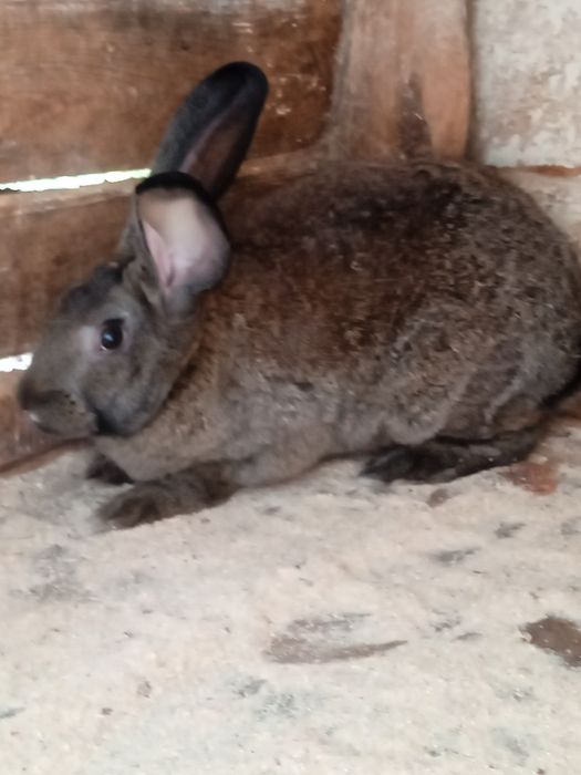 Продам кролей на развод/на м'ясо.