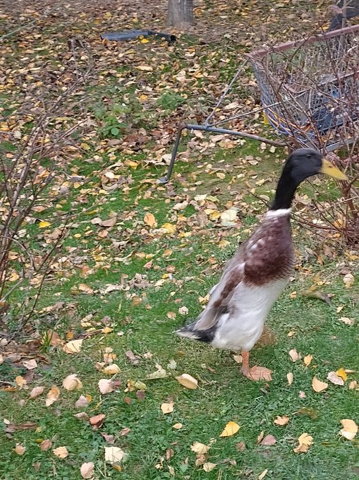 Kaczor biegus sprzedam