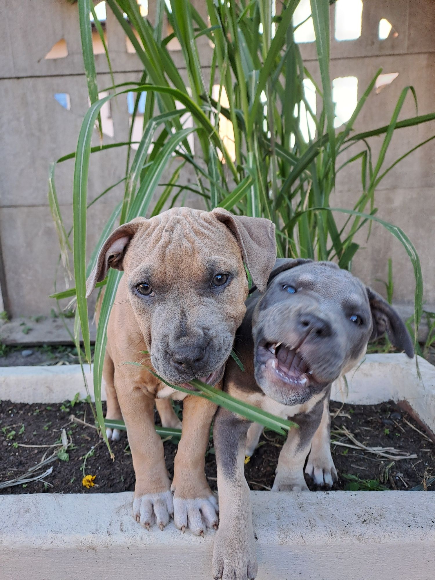 Amstaff  samczyk płowy-do odbioru