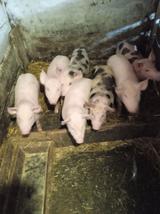 Поросята Ландрас