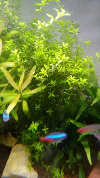 Hemianthus Micranthemoides (Pearlweed)