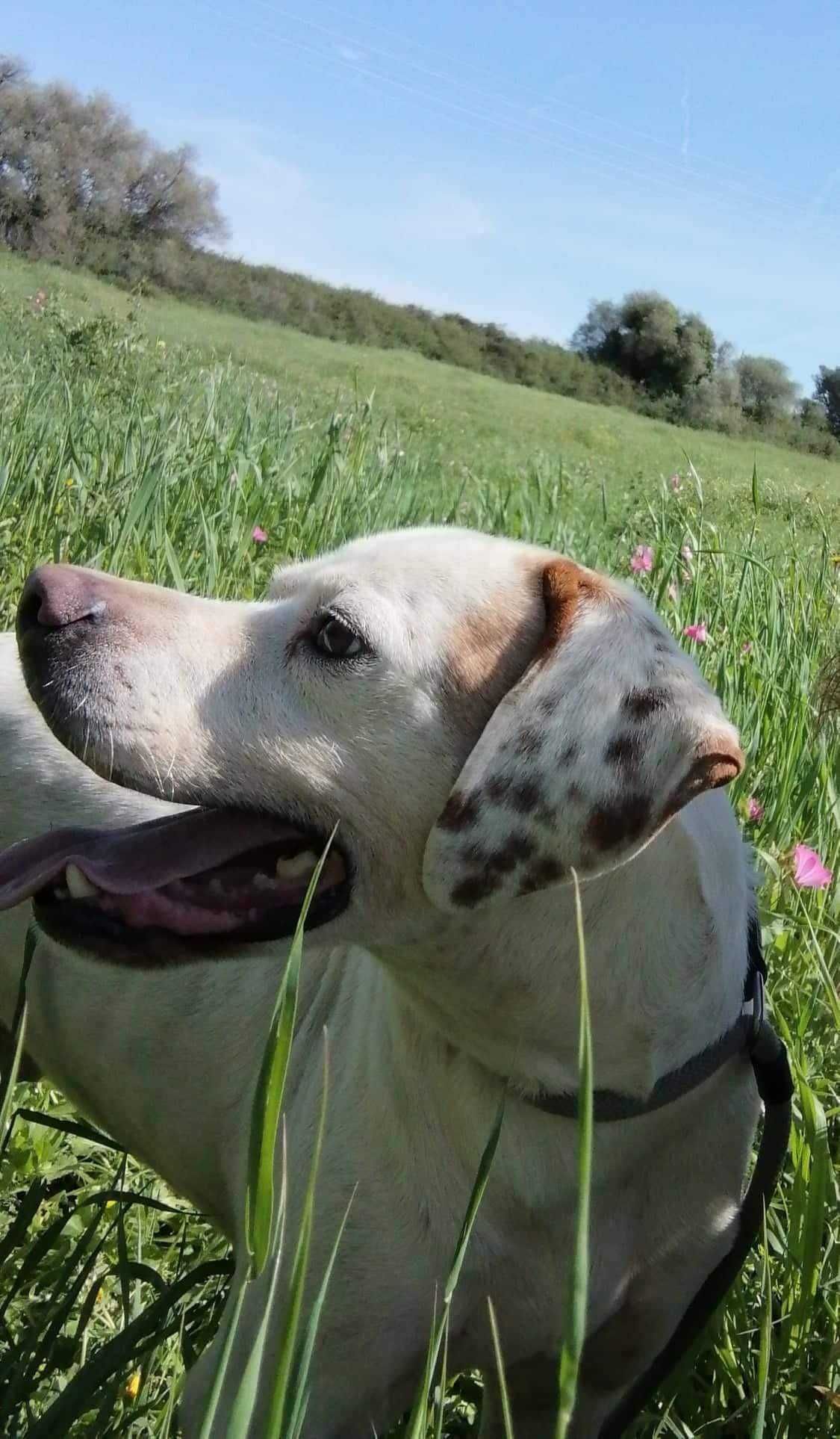 Pluto - cão porte médio grande para adoção