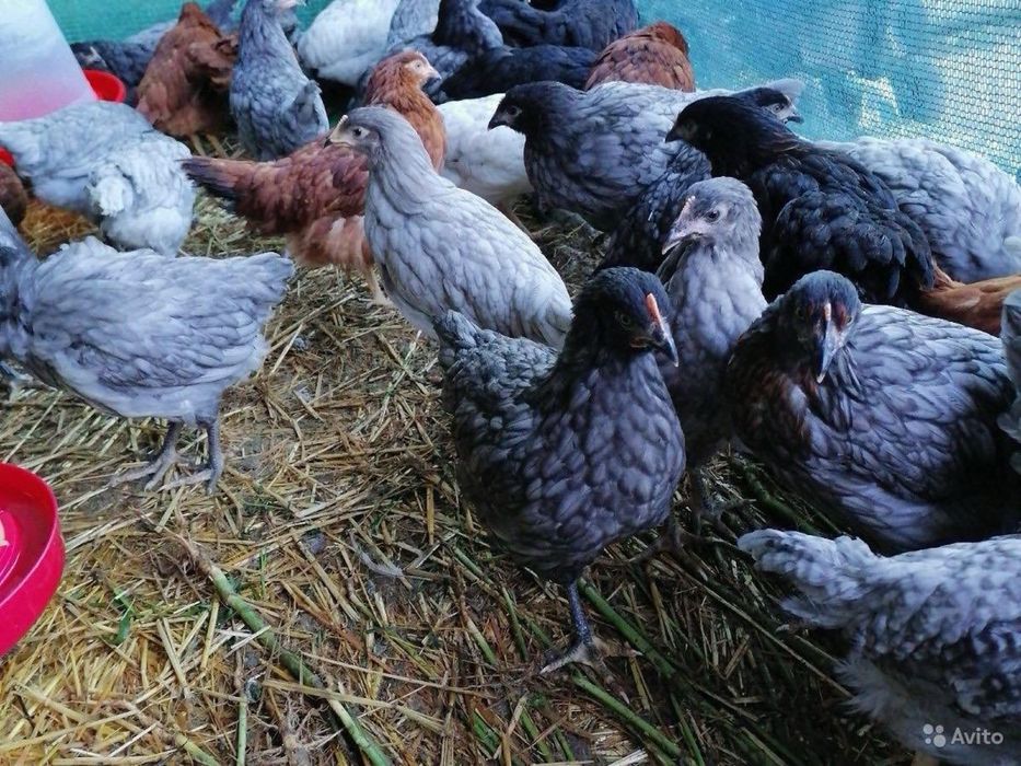 Кури несушки, Домінант та ін.  Доставка по Україні.