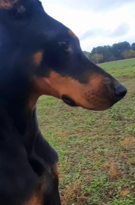 Piękna suczka linia amerykańska ZKwP/FCI