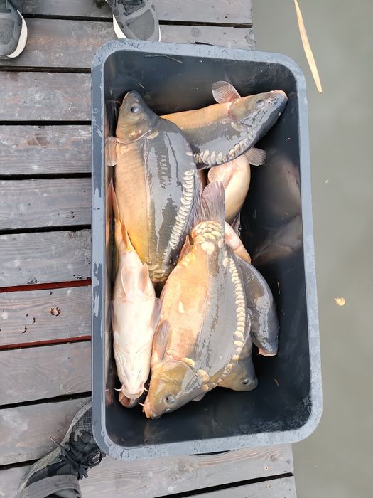 Karp jesiotr pstrąg