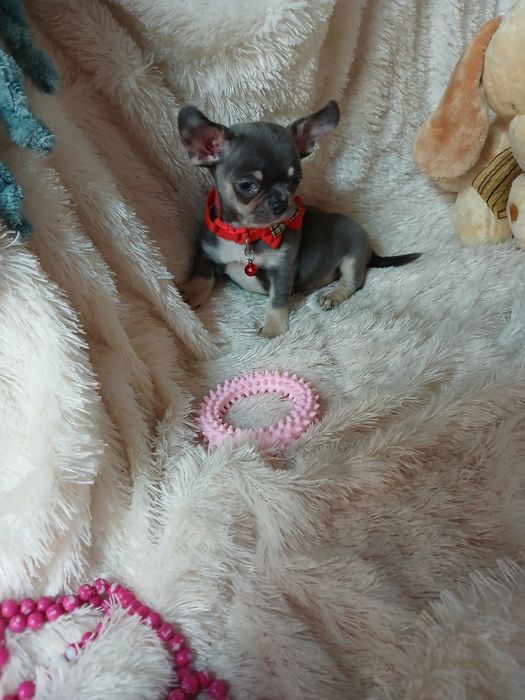 Chihuahua Macho Mini Criadora Registada PT 3088 FL