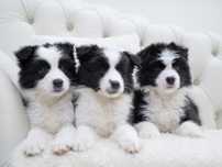 Border Collie - szczenię z chodowli Szalone Urwisy FCI