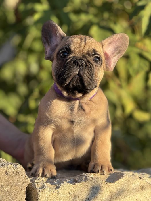 Породний мальчик с родословной КСУ/FCI