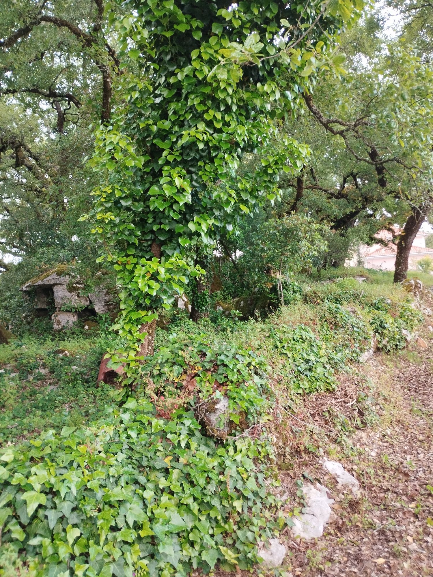 Terreno com carvalhos centenários