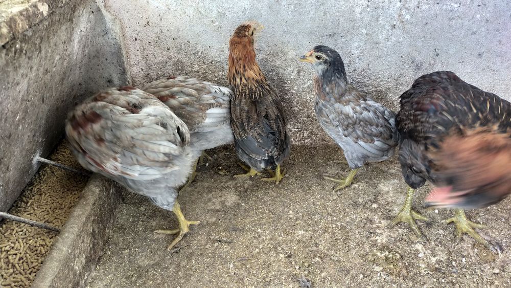 Pintos Araucana - Ovos azuis / verdes