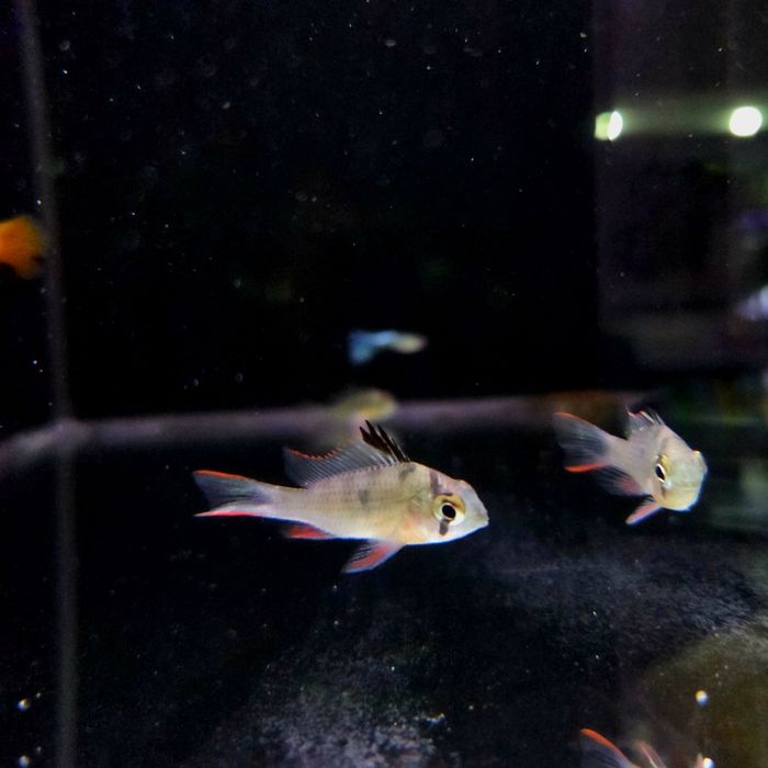 Pielęgniczka boliwijska