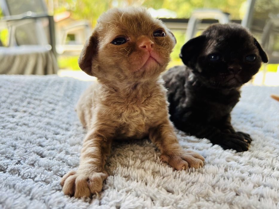 Carmen King Line - cynamonowe cudo