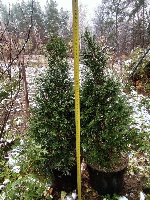 Декоративні рослини