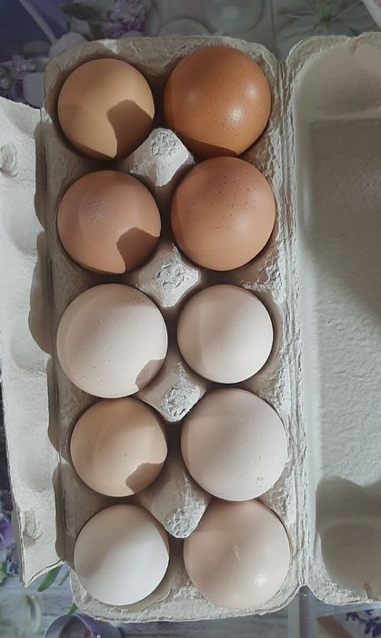Продам домашние яйца