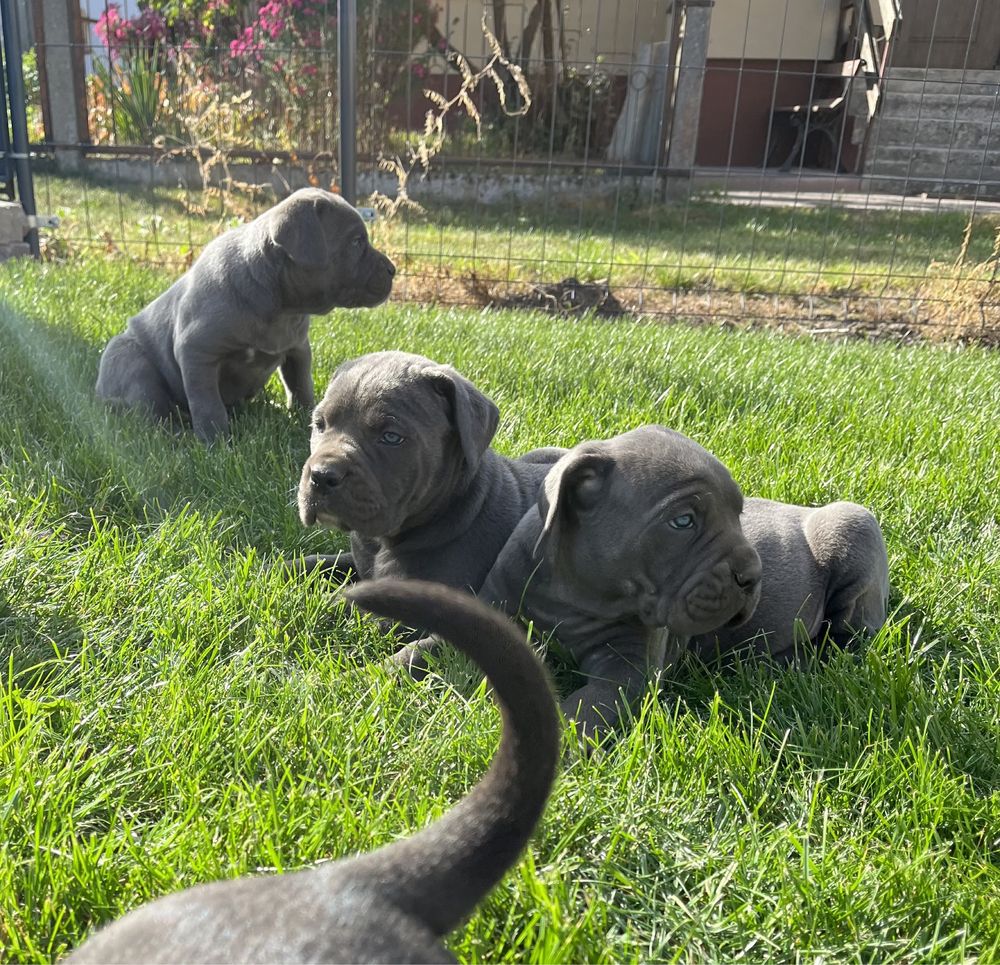 Cane Corso Italiano