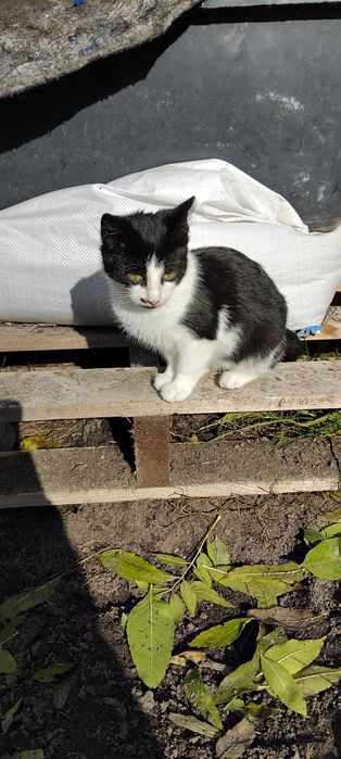 Oddam kota i kociczke 3 msc