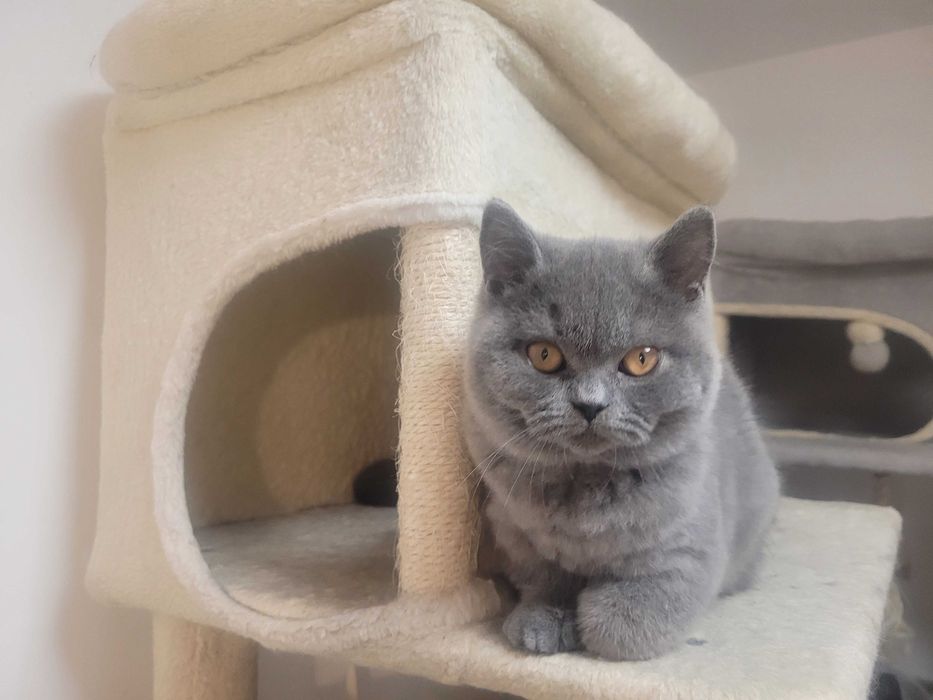 Kocurek brytyjski niebieski. Rodowód FPL.