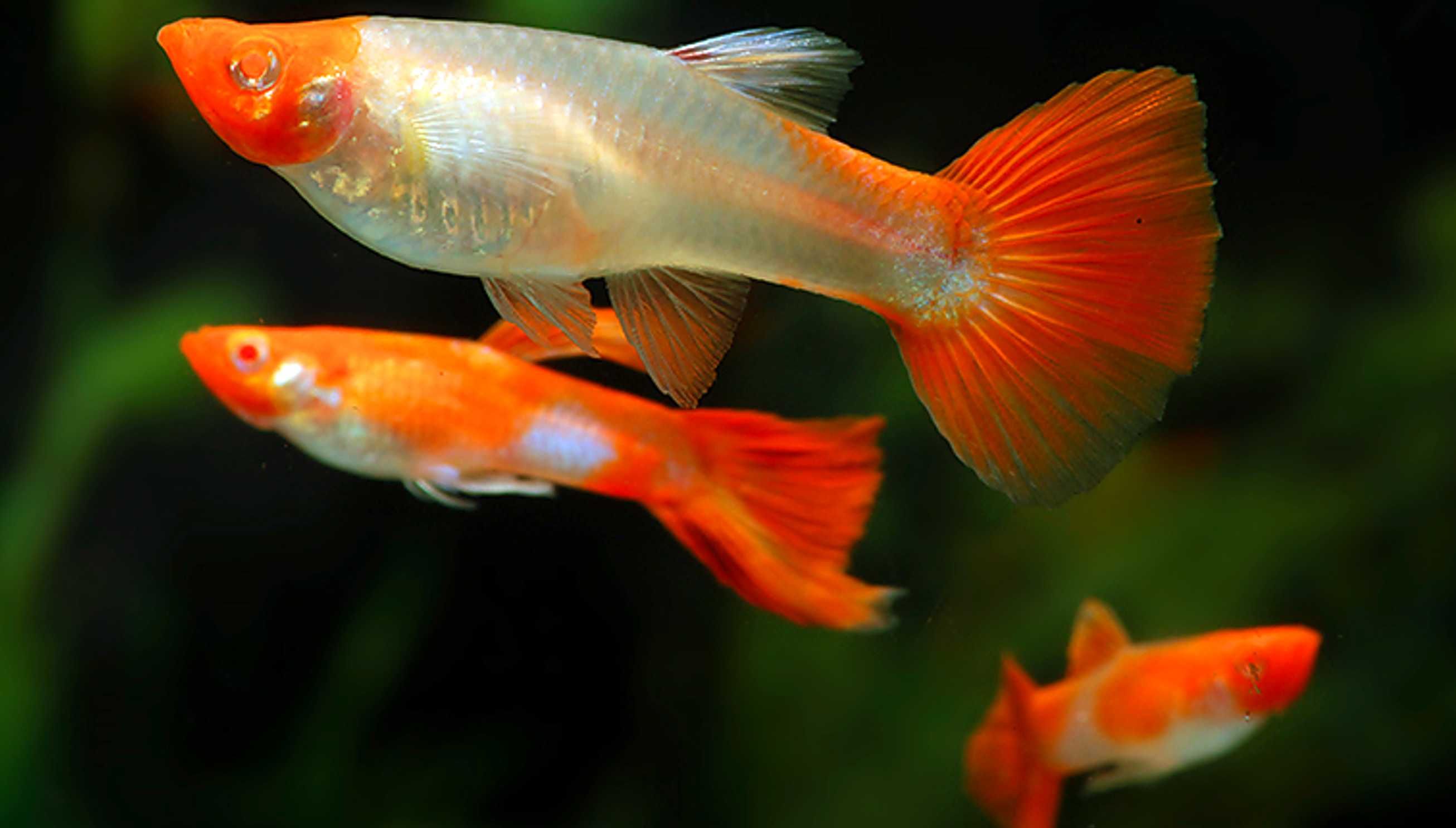 Gupik odmiana PANDA RED - Poecilia reticulata - dowozimy, wysyłamy