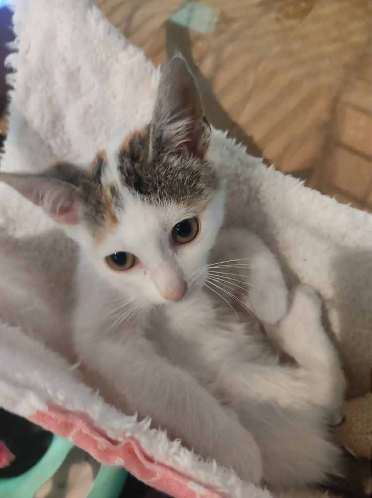 Fiona kotka kot koty kociaki do adopcji