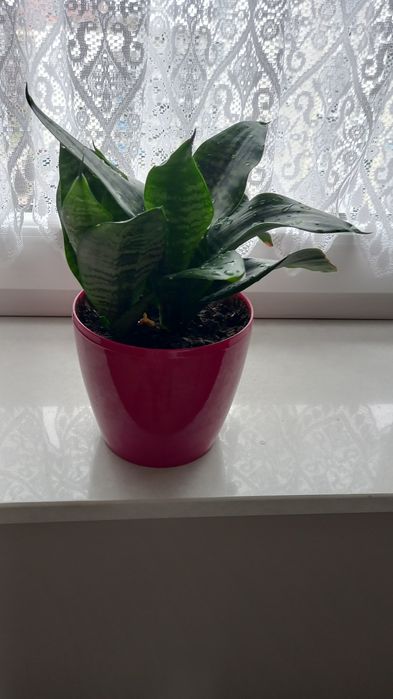 Kwiatek kaktus niskopienny